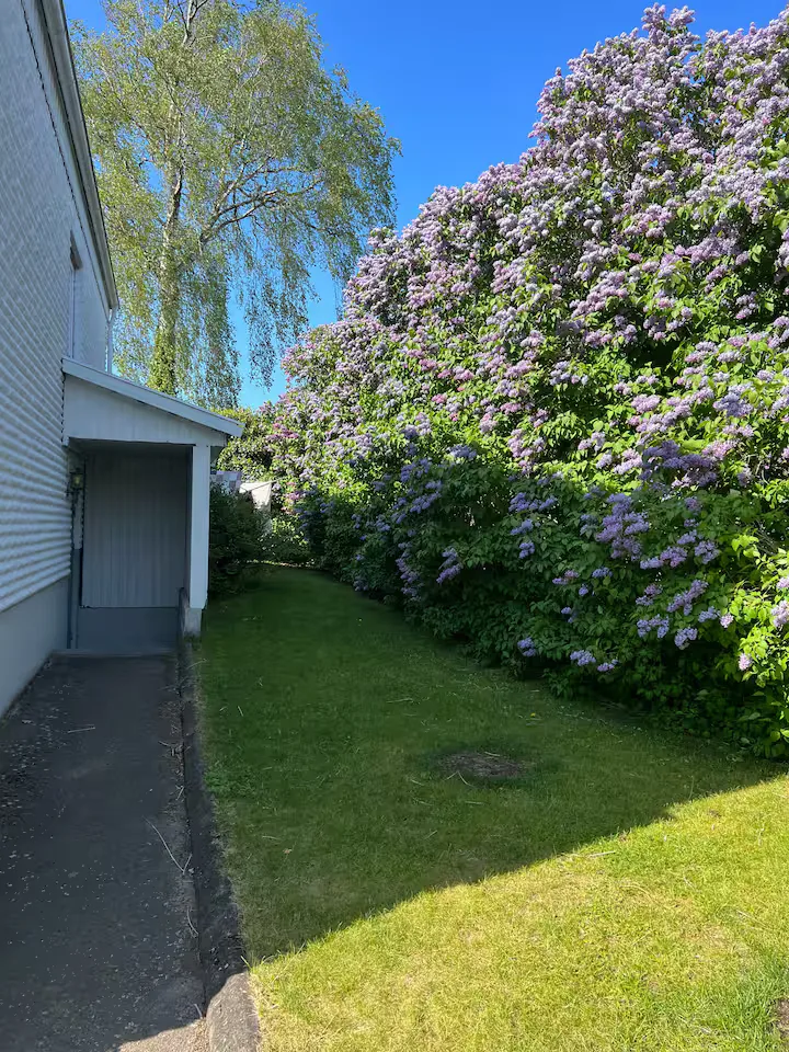 Grön trädgård med blommande syren